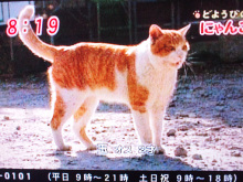makomako(琴)のブログ