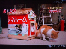 makomako(琴)のブログ