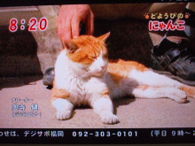 makomako(琴)のブログ